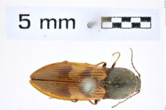 Foto (Dorsalansicht) von Stropenron nigricollis (Bland, 1864) (NHMW-ZOO-COL-0008290)